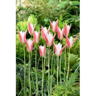 Tulipan Clusiana Lady Jane - duża paczka! - 50 szt.