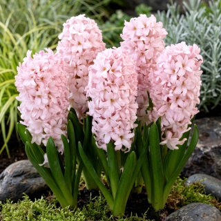 Hiacynt China Pink - duża paczka! - 30 szt.