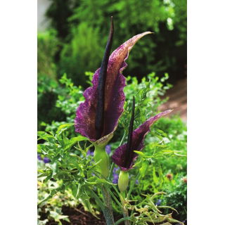 Smocza lilia - Dracunculus vulgaris - duża paczka! - 10 szt.