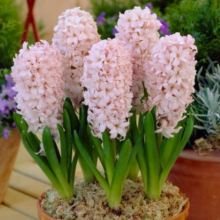 Hiacynt China Pink - duża paczka! - 30 szt.