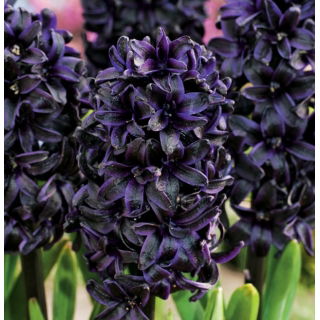 Hyacinth Dark Dimension - black - large package! - 10 pcs