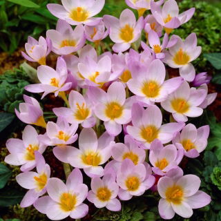 Krokus Firefly - duża paczka! - 100 szt.