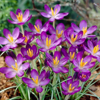 Krokus Whitewell Purple - duża paczka! - 100 szt.