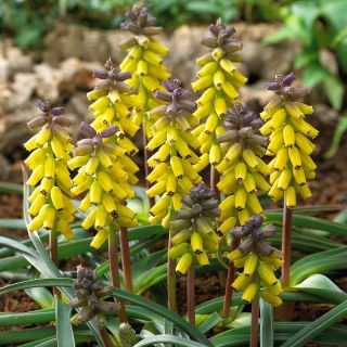 Szafirek złoty - Muscari Golden Fragrance - duża paczka! - 30 szt.