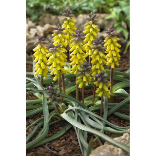 Szafirek złoty - Muscari Golden Fragrance - duża paczka! - 30 szt.