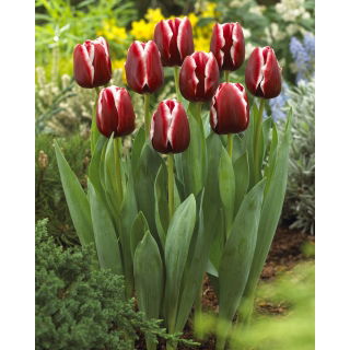 Tulipan Armani - duża paczka! - 50 szt.