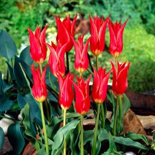 Tulipan Aladdin - duża paczka! - 50 szt.