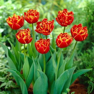 Tulipan Allegretto - duża paczka! - 50 szt.