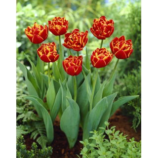 Tulipan Allegretto - duża paczka! - 50 szt.