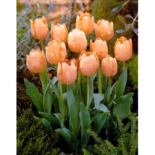 Tulipan Apricot Beauty - duża paczka! - 50 szt.