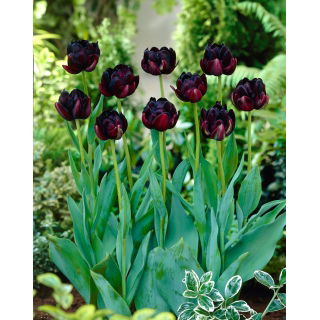 Tulipan Black Hero - duża paczka! - 50 szt.