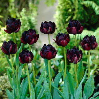 Tulipan Black Hero - duża paczka! - 50 szt.