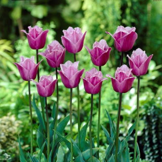 Tulipan Blue Heron - duża paczka! - 50 szt.