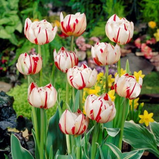 Tulipan Carnaval de Nice - duża paczka! - 50 szt.