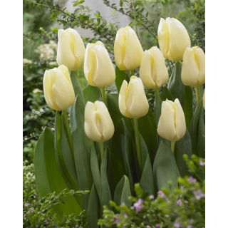 Tulipan Cheers - duża paczka! - 50 szt.