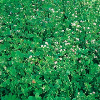 Koniczyna perska Gorby - 10 kg