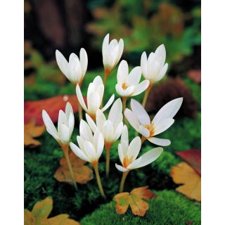Krokus Jesienny Ochroleucus - duża paczka! - 100 szt.