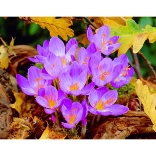 Krokus Jesienny Speciosus - duża paczka! - 100 szt.