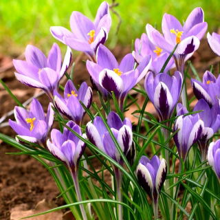 Krokus Spring Beauty - duża paczka! - 100 szt.