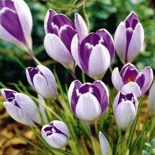 Krokus Vanguard - duża paczka! - 100 szt.