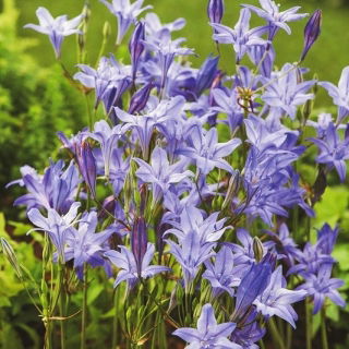Hiacynt kalifornijski, Brodiaea - Queen Fabiola - duża paczka! - 100 szt.