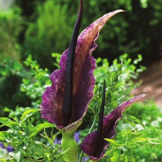 Smocza lilia - Dracunculus vulgaris - duża paczka! - 10 szt.