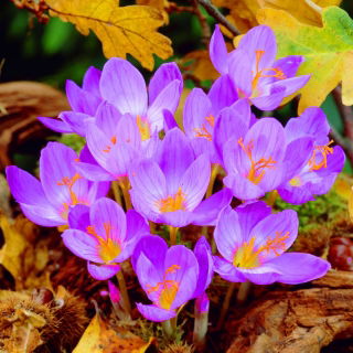Krokus Jesienny Speciosus - duża paczka! - 100 szt.