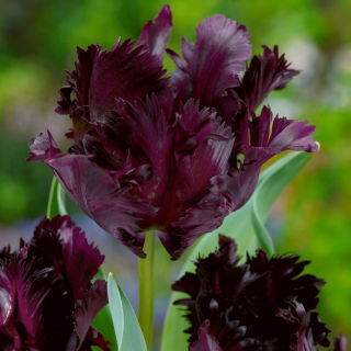 Tulipan Black Parrot - duża paczka! - 50 szt.
