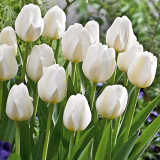 Tulipan City Of Vancouver - duża paczka! - 50 szt.