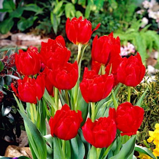 Tulipan Abba - duża paczka! - 50 szt.