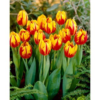 Tulipan Mickey Mouse - opak. 5 szt.