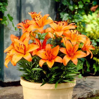 Lilia miniaturka - Orange Pixie - duża paczka! - 10 szt.