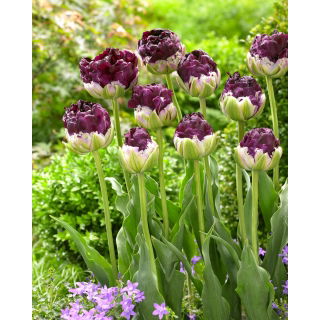 Tulipan Wow - 5 szt.