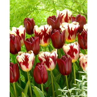 Tulipan Grand Perfection + National Velvet - zestaw 2 odmian - 50 szt.