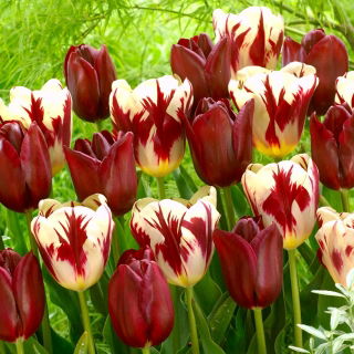 Tulipan Grand Perfection + National Velvet - zestaw 2 odmian - 50 szt.