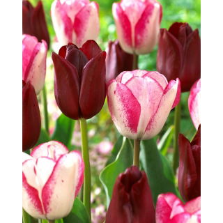 Tulipan Playgirl + National Velvet - zestaw 2 odmian - 50 szt.