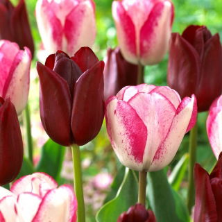 Tulipan Playgirl + National Velvet - zestaw 2 odmian - 50 szt.