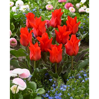 Tulipan Red Riding Hood - opak. 5 szt.