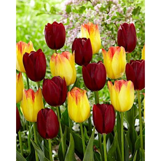 Tulipan Suncatcher + National Velvet - zestaw 2 odmian - 50 szt.