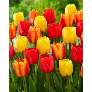 Tulipany Apeldoorn - Zestaw 3 odmian tulipanów w odcieniach żółtego i czerwonego - 45 szt.