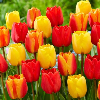 Tulipany Apeldoorn - Zestaw 3 odmian tulipanów w odcieniach żółtego i czerwonego - 45 szt.