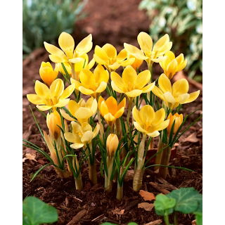 Krokus Romance - duża paczka! - 100 szt.