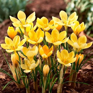 Krokus Romance - 10 szt.