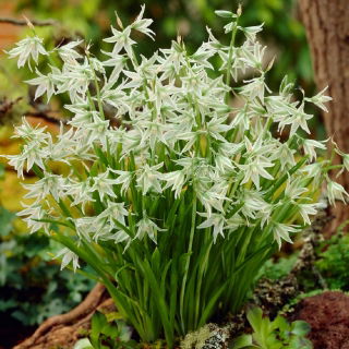 Śniedek zwisły - Ornithogalum nutans - duża paczka! - 100 szt.