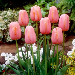 Tulipan Menton - duża paczka! - 50 szt.