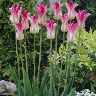 Tulipan Florosa - duża paczka! - 50 szt.