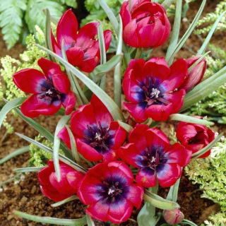 Tulipan Liliput - duża paczka! - 50 szt.
