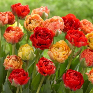 Tulipan Double Gudoshnik - duża paczka! - 50 szt.