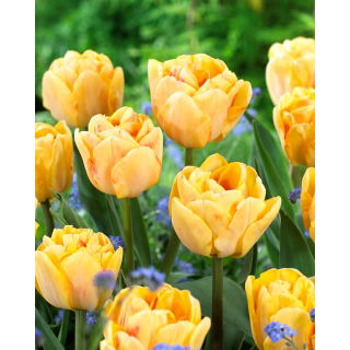 Tulipan Foxy Foxtrot - duża paczka! - 50 szt.
