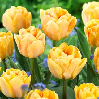 Tulipan Foxy Foxtrot - duża paczka! - 50 szt.